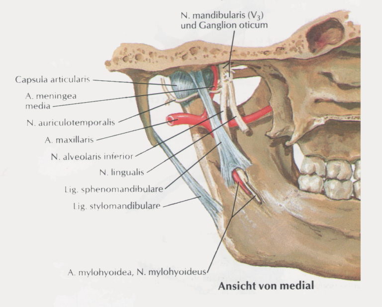 Craniomandibuläre Dysfunktion CMD Physio am Ihlermeer